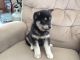 Pomsky Puppies for sale in Austin, TX, USA. price: NA