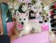 Pomsky Puppies for sale in Fort Lauderdale, FL, USA. price: $3,050