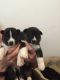Pomsky Puppies for sale in Detroit, MI, USA. price: NA