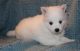 Pomsky Puppies for sale in New Haven, MI 48050, USA. price: NA