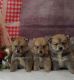 Pomsky Puppies for sale in Escondido, CA, USA. price: NA