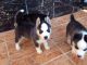 Pomsky Puppies for sale in Philadelphia, PA, USA. price: NA
