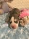 Pomsky Puppies for sale in Jacksonville, FL, USA. price: $3,000