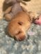 Pomsky Puppies for sale in Jacksonville, FL, USA. price: $3,000