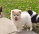Pomsky Puppies for sale in Richmond, VA, USA. price: NA