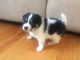 Pomsky Puppies for sale in Dartmouth, MA, USA. price: NA