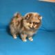 Pomsky Puppies for sale in Pennsylvania Ave, Los Angeles, CA 90033, USA. price: NA