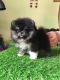 Pomsky Puppies for sale in Indianapolis, IN, USA. price: NA