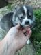Pomsky Puppies for sale in Canton, OH, USA. price: NA