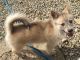 Pomsky Puppies for sale in Bunker Hill, IN, USA. price: NA