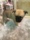 Pomsky Puppies for sale in Southfield, MI, USA. price: $300