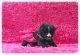 Pomsky Puppies for sale in Corpus Christi, TX 78401, USA. price: NA