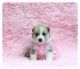 Pomsky Puppies for sale in Corpus Christi, TX 78401, USA. price: NA