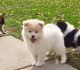 Pomsky Puppies for sale in Little Rock, AR, USA. price: NA