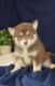 Pomsky Puppies for sale in Pennsylvania Ave NW, Washington, DC, USA. price: $450