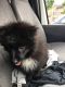Pomsky Puppies for sale in Tempe, AZ, USA. price: NA