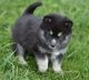 Pomsky Puppies for sale in Austin St, Queens, NY, USA. price: NA