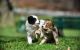 Pomsky Puppies for sale in Tulsa Rd, Nanaimo, BC V9S, Canada. price: NA