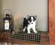 Pomsky Puppies for sale in Maryland City, MD, USA. price: NA