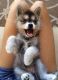 Pomsky Puppies for sale in Clarks Summit, PA 18411, USA. price: NA