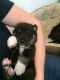 Pomsky Puppies for sale in Detroit, MI, USA. price: NA