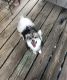 Pomsky Puppies for sale in Canandaigua, NY 14424, USA. price: $400