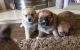 Pomsky Puppies for sale in Erie, PA, USA. price: NA