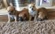 Pomsky Puppies for sale in Erie, PA, USA. price: NA