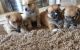 Pomsky Puppies for sale in Bath Springs, TN 38311, USA. price: NA
