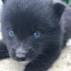 Pomsky Puppies for sale in Canton, OH, USA. price: NA