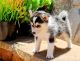 Pomsky Puppies for sale in 10001 US-4, Whitehall, NY 12887, USA. price: NA