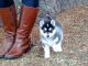 Pomsky Puppies for sale in CA-1, Mill Valley, CA 94941, USA. price: NA
