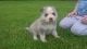 Pomsky Puppies for sale in Atlanta, GA, USA. price: $350