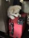 Pomsky Puppies for sale in Florida Ave S, Lakeland, FL, USA. price: NA