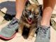 Pomsky Puppies for sale in Albuquerque, NM 87101, USA. price: $350