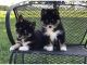 Pomsky Puppies for sale in Westerville Woods Dr, Columbus, OH 43231, USA. price: NA