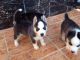 Pomsky Puppies for sale in Virginia Beach, VA, USA. price: $400