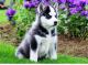 Pomsky Puppies for sale in Virginia Beach, VA, USA. price: $300