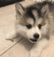Pomsky Puppies for sale in North Bergen, NJ, USA. price: NA