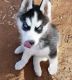 Pomsky Puppies for sale in Temple City, CA, USA. price: NA