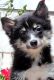 Pomsky Puppies for sale in Louisville, KY, USA. price: NA