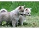 Pomsky Puppies for sale in Virginia Beach, VA, USA. price: $900
