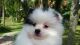 Pomsky Puppies for sale in Casper, WY, USA. price: NA