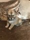 Pomsky Puppies for sale in Belews Creek, NC 27009, USA. price: NA