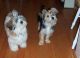 Pomsky Puppies for sale in Texas St, Fairfield, CA 94533, USA. price: NA
