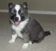 Pomsky Puppies for sale in California St, San Francisco, CA, USA. price: NA