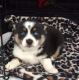 Pomsky Puppies for sale in Los Angeles, CA 90014, USA. price: NA