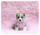 Pomsky Puppies for sale in Texas City, TX, USA. price: $400