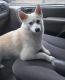Pomsky Puppies for sale in Texas City, TX, USA. price: $500