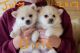 Pomsky Puppies for sale in Texas City, TX, USA. price: $400